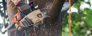 Best Tree Risk Assessment  in Dysart, IA