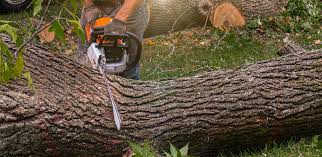 Best Hedge Trimming  in Dysart, IA