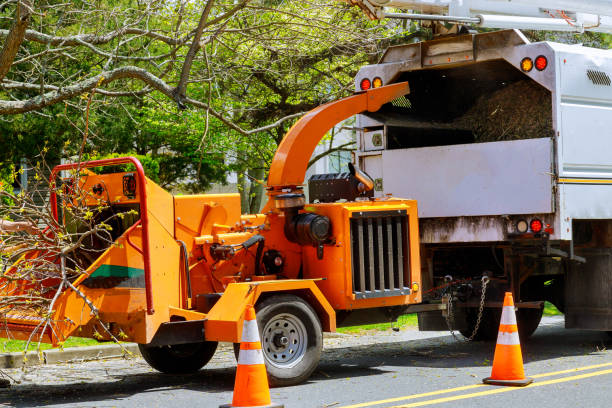 Best Leaf Removal  in Dysart, IA