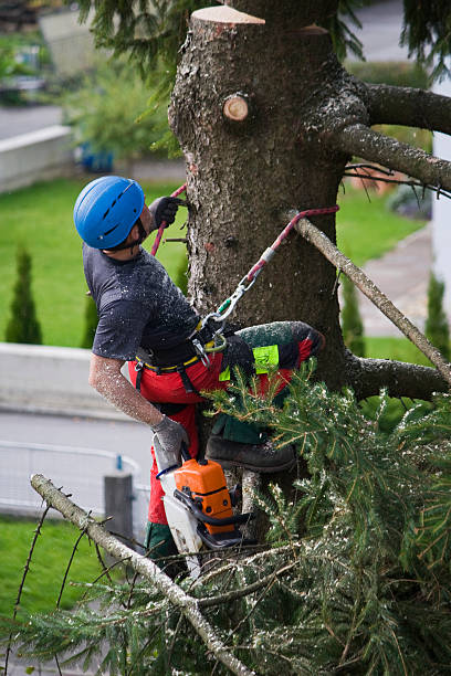Best Hazardous Tree Removal  in Dysart, IA