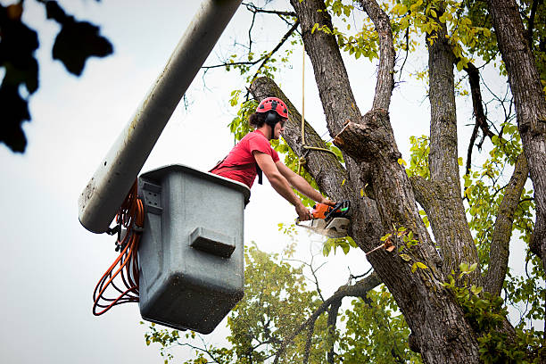 Trusted Dysart, IA Tree Services Experts